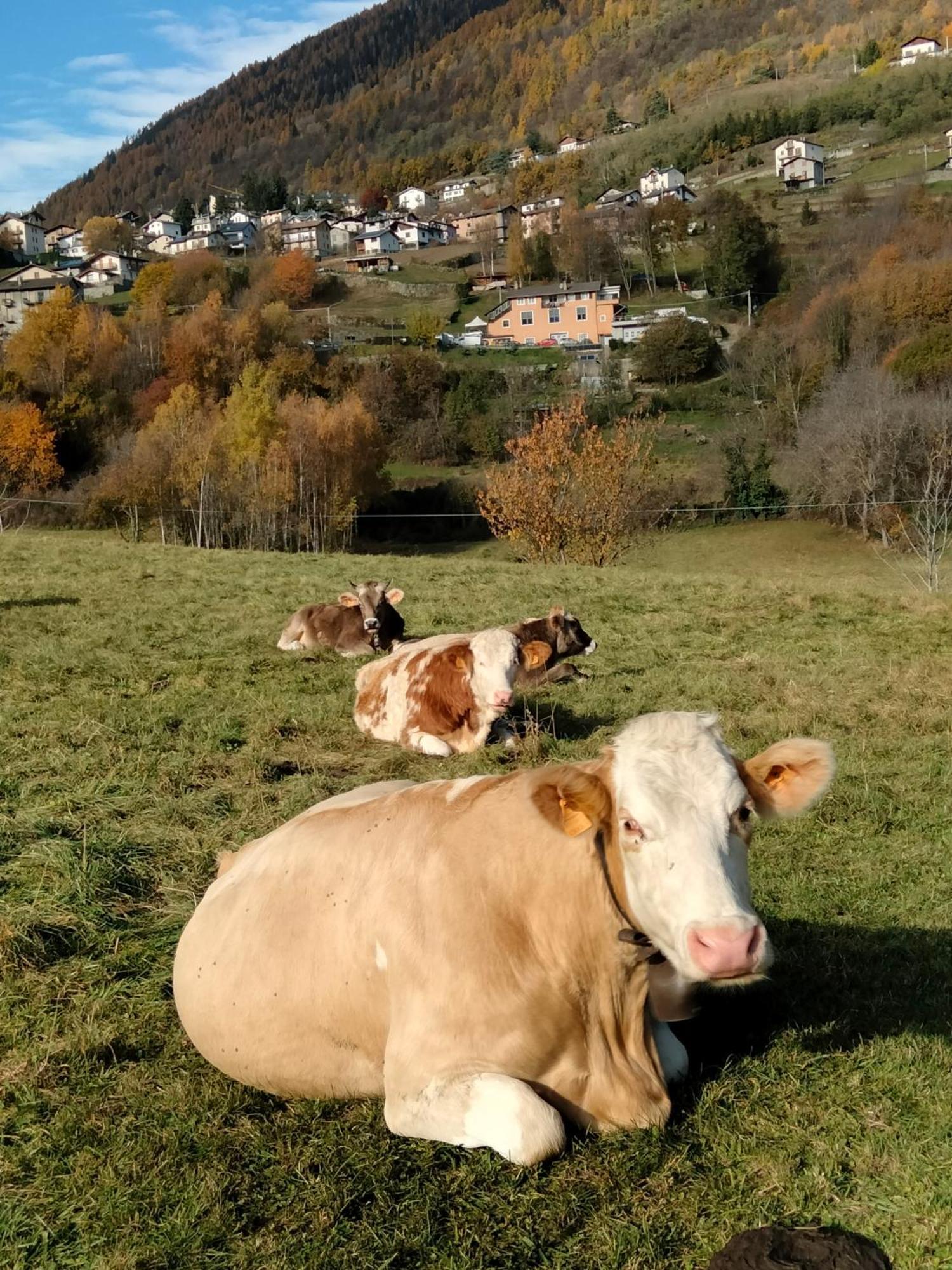 Il Posto Al Sole Frühstückspension *